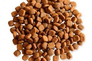 Ako vybrať správne granule pre psov?